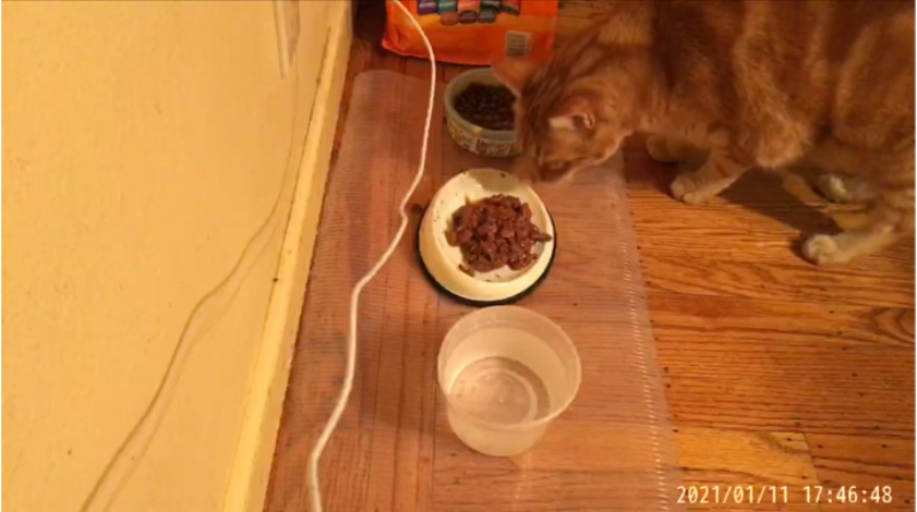 In the VLC for Mobile app, enjoy your video stream - picture of a cat eating at its food dish
